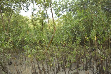 Mangrove Pneumatophores 'e yakın çekim ve Bataklık Çamurlu Toprak Ekosisteminde Ortaya Çıkan Kökler