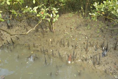 Mangrove Pneumatophores 'e yakın çekim ve Bataklık Çamurlu Toprak Ekosisteminde Ortaya Çıkan Kökler