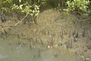 Mangrove Pneumatophores 'e yakın çekim ve Bataklık Çamurlu Toprak Ekosisteminde Ortaya Çıkan Kökler