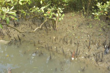 Mangrove Pneumatophores 'e yakın çekim ve Bataklık Çamurlu Toprak Ekosisteminde Ortaya Çıkan Kökler