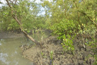 Mangrove Pneumatophores 'e yakın çekim ve Bataklık Çamurlu Toprak Ekosisteminde Ortaya Çıkan Kökler