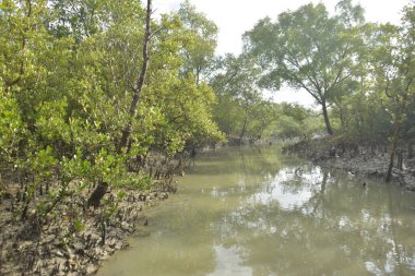 Bereketli Mangrove Ormanı Gelgit Nehri ve Tropikal Kıyı Bataklığı Ekosisteminde Ortaya Çıkan Kökler