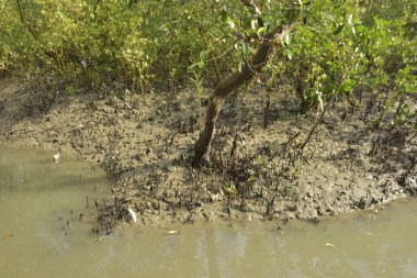 Çamurlu mangrov nehir kıyısı, yoğun yeşil bitki örtüsü ve gelgit suyu ile doğal kıyı suları.