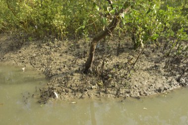 Çamurlu mangrov nehir kıyısı, yoğun yeşil bitki örtüsü ve gelgit suyu ile doğal kıyı suları.