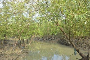 Çamurlu mangrov nehir kıyısı, yoğun yeşil bitki örtüsü ve gelgit suyu ile doğal kıyı suları.