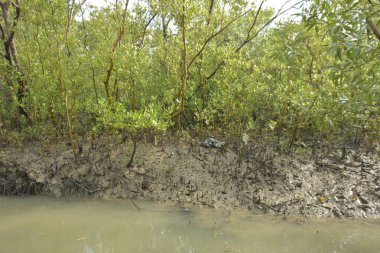 Çamurlu mangrov nehir kıyısı, yoğun yeşil bitki örtüsü ve gelgit suyu ile doğal kıyı suları.