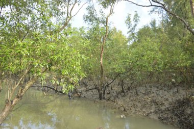 Yoğun yeşil ormanlar, eğimli ağaçlar ve kuru çalılar parçalı bulutlu bir gökyüzünün altında.