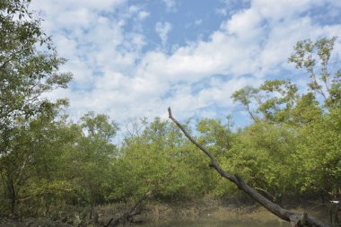 Yoğun yeşil ormanlar, eğimli ağaçlar ve kuru çalılar parçalı bulutlu bir gökyüzünün altında.