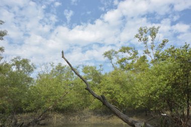 Yoğun yeşil ormanlar, eğimli ağaçlar ve kuru çalılar parçalı bulutlu bir gökyüzünün altında.