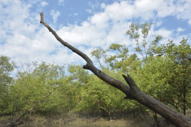 Yoğun yeşil ormanlar, eğimli ağaçlar ve kuru çalılar parçalı bulutlu bir gökyüzünün altında.