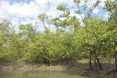 Etrafındaki ağaçları yansıtan yoğun yeşil mangrov bitkisinin içinden sakin bir su yolu akar. Huzurlu sahne Bangladeş 'in Bakkhali Nehri bölgesinde yüksek gelgit sırasında doğal bir tropikal sulak arazi ortamı yakalar..