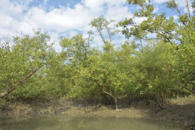 Etrafındaki ağaçları yansıtan yoğun yeşil mangrov bitkisinin içinden sakin bir su yolu akar. Huzurlu sahne Bangladeş 'in Bakkhali Nehri bölgesinde yüksek gelgit sırasında doğal bir tropikal sulak arazi ortamı yakalar..