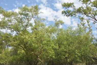 Etrafındaki ağaçları yansıtan yoğun yeşil mangrov bitkisinin içinden sakin bir su yolu akar. Huzurlu sahne Bangladeş 'in Bakkhali Nehri bölgesinde yüksek gelgit sırasında doğal bir tropikal sulak arazi ortamı yakalar..