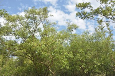 Etrafındaki ağaçları yansıtan yoğun yeşil mangrov bitkisinin içinden sakin bir su yolu akar. Huzurlu sahne Bangladeş 'in Bakkhali Nehri bölgesinde yüksek gelgit sırasında doğal bir tropikal sulak arazi ortamı yakalar..