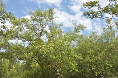 Etrafındaki ağaçları yansıtan yoğun yeşil mangrov bitkisinin içinden sakin bir su yolu akar. Huzurlu sahne Bangladeş 'in Bakkhali Nehri bölgesinde yüksek gelgit sırasında doğal bir tropikal sulak arazi ortamı yakalar..