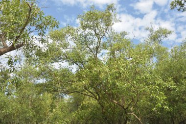 Etrafındaki ağaçları yansıtan yoğun yeşil mangrov bitkisinin içinden sakin bir su yolu akar. Huzurlu sahne Bangladeş 'in Bakkhali Nehri bölgesinde yüksek gelgit sırasında doğal bir tropikal sulak arazi ortamı yakalar..