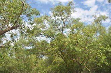 Etrafındaki ağaçları yansıtan yoğun yeşil mangrov bitkisinin içinden sakin bir su yolu akar. Huzurlu sahne Bangladeş 'in Bakkhali Nehri bölgesinde yüksek gelgit sırasında doğal bir tropikal sulak arazi ortamı yakalar..