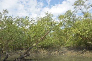 Etrafındaki ağaçları yansıtan yoğun yeşil mangrov bitkisinin içinden sakin bir su yolu akar. Huzurlu sahne Bangladeş 'in Bakkhali Nehri bölgesinde yüksek gelgit sırasında doğal bir tropikal sulak arazi ortamı yakalar..