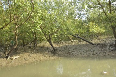 Etrafındaki ağaçları yansıtan yoğun yeşil mangrov bitkisinin içinden sakin bir su yolu akar. Huzurlu sahne Bangladeş 'in Bakkhali Nehri bölgesinde yüksek gelgit sırasında doğal bir tropikal sulak arazi ortamı yakalar..