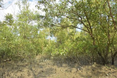 Etrafındaki ağaçları yansıtan yoğun yeşil mangrov bitkisinin içinden sakin bir su yolu akar. Huzurlu sahne Bangladeş 'in Bakkhali Nehri bölgesinde yüksek gelgit sırasında doğal bir tropikal sulak arazi ortamı yakalar..