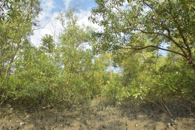 Etrafındaki ağaçları yansıtan yoğun yeşil mangrov bitkisinin içinden sakin bir su yolu akar. Huzurlu sahne Bangladeş 'in Bakkhali Nehri bölgesinde yüksek gelgit sırasında doğal bir tropikal sulak arazi ortamı yakalar..