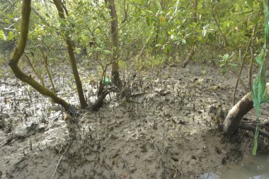 Etrafındaki ağaçları yansıtan yoğun yeşil mangrov bitkisinin içinden sakin bir su yolu akar. Huzurlu sahne Bangladeş 'in Bakkhali Nehri bölgesinde yüksek gelgit sırasında doğal bir tropikal sulak arazi ortamı yakalar..