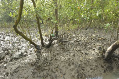 Etrafındaki ağaçları yansıtan yoğun yeşil mangrov bitkisinin içinden sakin bir su yolu akar. Huzurlu sahne Bangladeş 'in Bakkhali Nehri bölgesinde yüksek gelgit sırasında doğal bir tropikal sulak arazi ortamı yakalar..