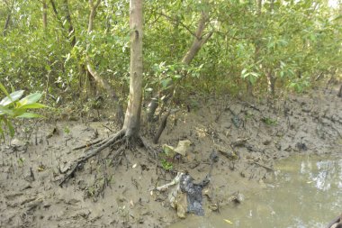 Etrafındaki ağaçları yansıtan yoğun yeşil mangrov bitkisinin içinden sakin bir su yolu akar. Huzurlu sahne Bangladeş 'in Bakkhali Nehri bölgesinde yüksek gelgit sırasında doğal bir tropikal sulak arazi ortamı yakalar..