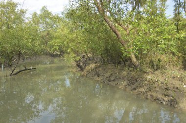 Etrafındaki ağaçları yansıtan yoğun yeşil mangrov bitkisinin içinden sakin bir su yolu akar. Huzurlu sahne Bangladeş 'in Bakkhali Nehri bölgesinde yüksek gelgit sırasında doğal bir tropikal sulak arazi ortamı yakalar..
