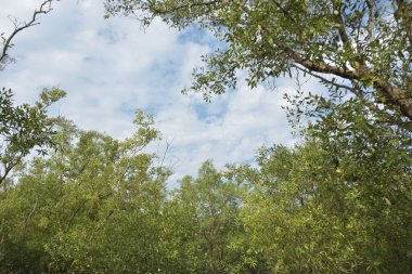 Etrafındaki ağaçları yansıtan yoğun yeşil mangrov bitkisinin içinden sakin bir su yolu akar. Huzurlu sahne Bangladeş 'in Bakkhali Nehri bölgesinde yüksek gelgit sırasında doğal bir tropikal sulak arazi ortamı yakalar..