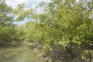 Etrafındaki ağaçları yansıtan yoğun yeşil mangrov bitkisinin içinden sakin bir su yolu akar. Huzurlu sahne Bangladeş 'in Bakkhali Nehri bölgesinde yüksek gelgit sırasında doğal bir tropikal sulak arazi ortamı yakalar..