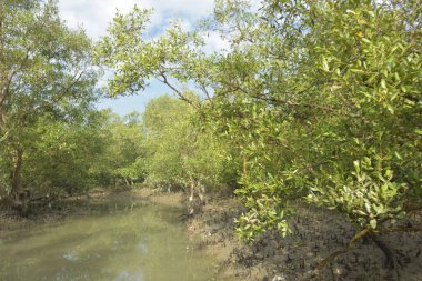 Etrafındaki ağaçları yansıtan yoğun yeşil mangrov bitkisinin içinden sakin bir su yolu akar. Huzurlu sahne Bangladeş 'in Bakkhali Nehri bölgesinde yüksek gelgit sırasında doğal bir tropikal sulak arazi ortamı yakalar..