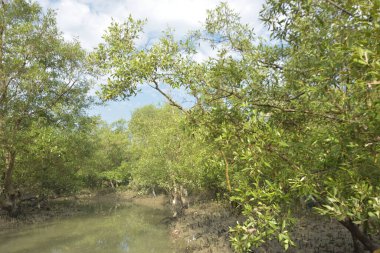 Etrafındaki ağaçları yansıtan yoğun yeşil mangrov bitkisinin içinden sakin bir su yolu akar. Huzurlu sahne Bangladeş 'in Bakkhali Nehri bölgesinde yüksek gelgit sırasında doğal bir tropikal sulak arazi ortamı yakalar..