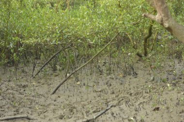 Etrafındaki ağaçları yansıtan yoğun yeşil mangrov bitkisinin içinden sakin bir su yolu akar. Huzurlu sahne Bangladeş 'in Bakkhali Nehri bölgesinde yüksek gelgit sırasında doğal bir tropikal sulak arazi ortamı yakalar..
