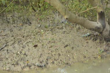 Etrafındaki ağaçları yansıtan yoğun yeşil mangrov bitkisinin içinden sakin bir su yolu akar. Huzurlu sahne Bangladeş 'in Bakkhali Nehri bölgesinde yüksek gelgit sırasında doğal bir tropikal sulak arazi ortamı yakalar..