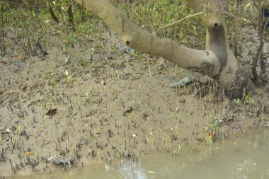 Etrafındaki ağaçları yansıtan yoğun yeşil mangrov bitkisinin içinden sakin bir su yolu akar. Huzurlu sahne Bangladeş 'in Bakkhali Nehri bölgesinde yüksek gelgit sırasında doğal bir tropikal sulak arazi ortamı yakalar..
