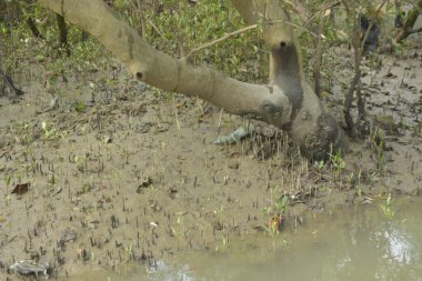 Etrafındaki ağaçları yansıtan yoğun yeşil mangrov bitkisinin içinden sakin bir su yolu akar. Huzurlu sahne Bangladeş 'in Bakkhali Nehri bölgesinde yüksek gelgit sırasında doğal bir tropikal sulak arazi ortamı yakalar..