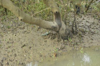 Etrafındaki ağaçları yansıtan yoğun yeşil mangrov bitkisinin içinden sakin bir su yolu akar. Huzurlu sahne Bangladeş 'in Bakkhali Nehri bölgesinde yüksek gelgit sırasında doğal bir tropikal sulak arazi ortamı yakalar..