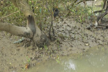 Etrafındaki ağaçları yansıtan yoğun yeşil mangrov bitkisinin içinden sakin bir su yolu akar. Huzurlu sahne Bangladeş 'in Bakkhali Nehri bölgesinde yüksek gelgit sırasında doğal bir tropikal sulak arazi ortamı yakalar..