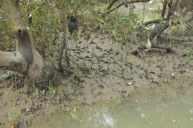 Etrafındaki ağaçları yansıtan yoğun yeşil mangrov bitkisinin içinden sakin bir su yolu akar. Huzurlu sahne Bangladeş 'in Bakkhali Nehri bölgesinde yüksek gelgit sırasında doğal bir tropikal sulak arazi ortamı yakalar..