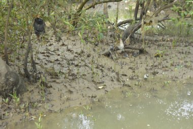Etrafındaki ağaçları yansıtan yoğun yeşil mangrov bitkisinin içinden sakin bir su yolu akar. Huzurlu sahne Bangladeş 'in Bakkhali Nehri bölgesinde yüksek gelgit sırasında doğal bir tropikal sulak arazi ortamı yakalar..