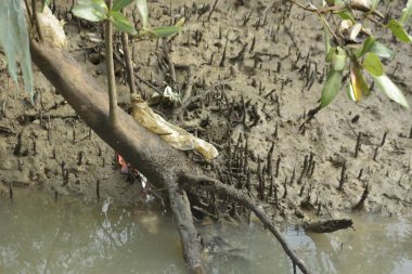 Etrafındaki ağaçları yansıtan yoğun yeşil mangrov bitkisinin içinden sakin bir su yolu akar. Huzurlu sahne Bangladeş 'in Bakkhali Nehri bölgesinde yüksek gelgit sırasında doğal bir tropikal sulak arazi ortamı yakalar..