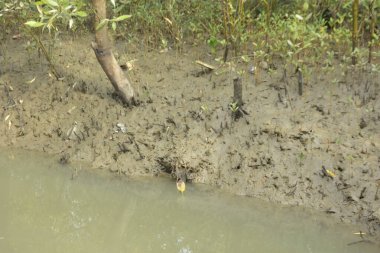 Etrafındaki ağaçları yansıtan yoğun yeşil mangrov bitkisinin içinden sakin bir su yolu akar. Huzurlu sahne Bangladeş 'in Bakkhali Nehri bölgesinde yüksek gelgit sırasında doğal bir tropikal sulak arazi ortamı yakalar..