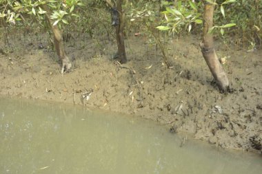 Etrafındaki ağaçları yansıtan yoğun yeşil mangrov bitkisinin içinden sakin bir su yolu akar. Huzurlu sahne Bangladeş 'in Bakkhali Nehri bölgesinde yüksek gelgit sırasında doğal bir tropikal sulak arazi ortamı yakalar..