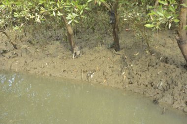 Etrafındaki ağaçları yansıtan yoğun yeşil mangrov bitkisinin içinden sakin bir su yolu akar. Huzurlu sahne Bangladeş 'in Bakkhali Nehri bölgesinde yüksek gelgit sırasında doğal bir tropikal sulak arazi ortamı yakalar..