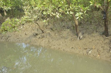 Etrafındaki ağaçları yansıtan yoğun yeşil mangrov bitkisinin içinden sakin bir su yolu akar. Huzurlu sahne Bangladeş 'in Bakkhali Nehri bölgesinde yüksek gelgit sırasında doğal bir tropikal sulak arazi ortamı yakalar..