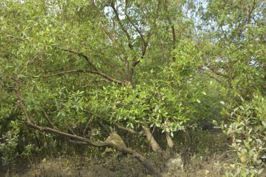 Etrafındaki ağaçları yansıtan yoğun yeşil mangrov bitkisinin içinden sakin bir su yolu akar. Huzurlu sahne Bangladeş 'in Bakkhali Nehri bölgesinde yüksek gelgit sırasında doğal bir tropikal sulak arazi ortamı yakalar..