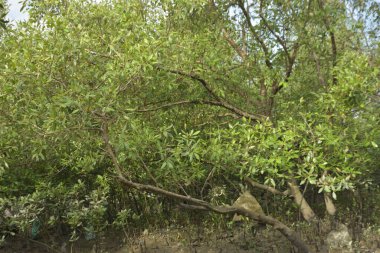 Etrafındaki ağaçları yansıtan yoğun yeşil mangrov bitkisinin içinden sakin bir su yolu akar. Huzurlu sahne Bangladeş 'in Bakkhali Nehri bölgesinde yüksek gelgit sırasında doğal bir tropikal sulak arazi ortamı yakalar..