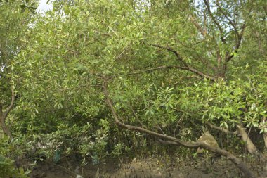 Etrafındaki ağaçları yansıtan yoğun yeşil mangrov bitkisinin içinden sakin bir su yolu akar. Huzurlu sahne Bangladeş 'in Bakkhali Nehri bölgesinde yüksek gelgit sırasında doğal bir tropikal sulak arazi ortamı yakalar..