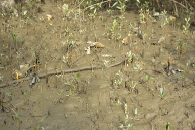 Sığ suları, genç bitkileri ve doğal sulak arazisi olan çamurlu nehir kıyısı.